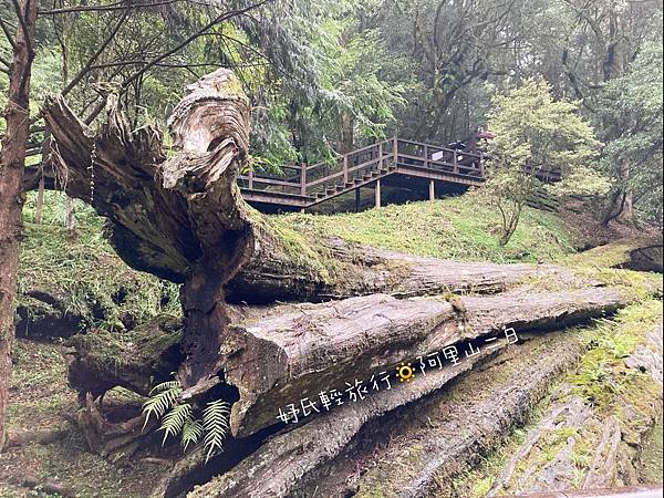 阿里山神木