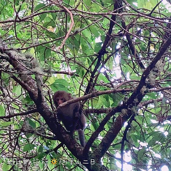 阿里山獼猴