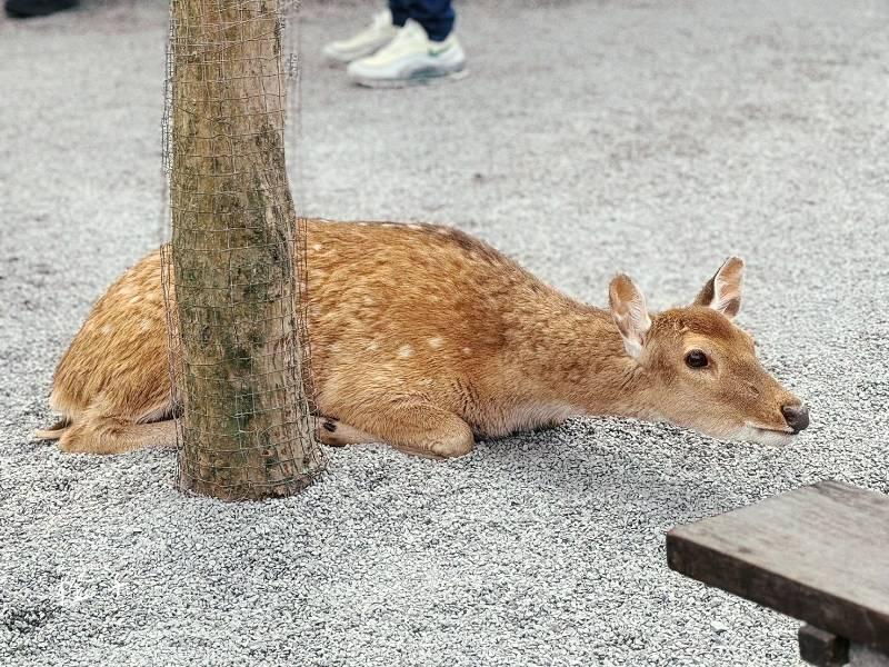 張美阿嬤農場